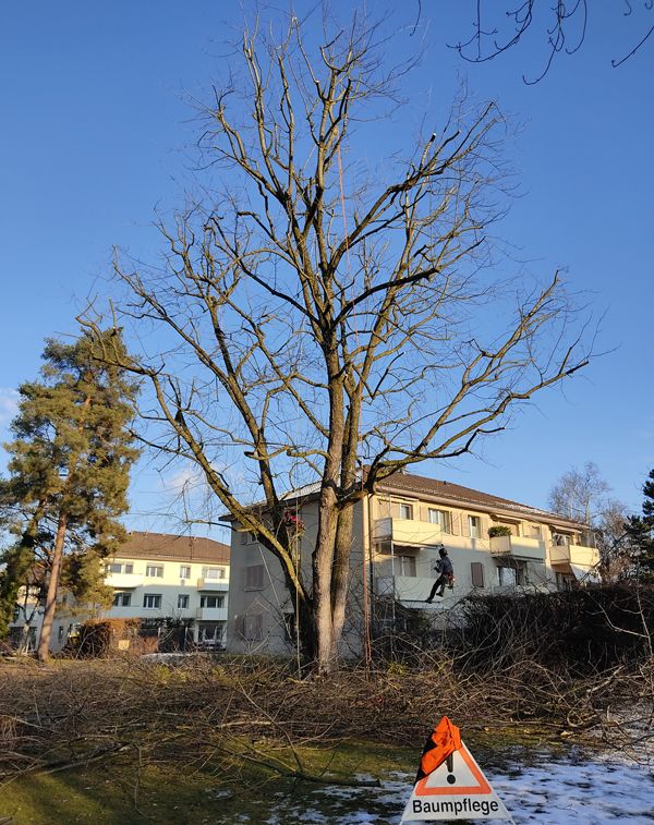Baumpflege durch Baumpflege Hofstetter GmbH
