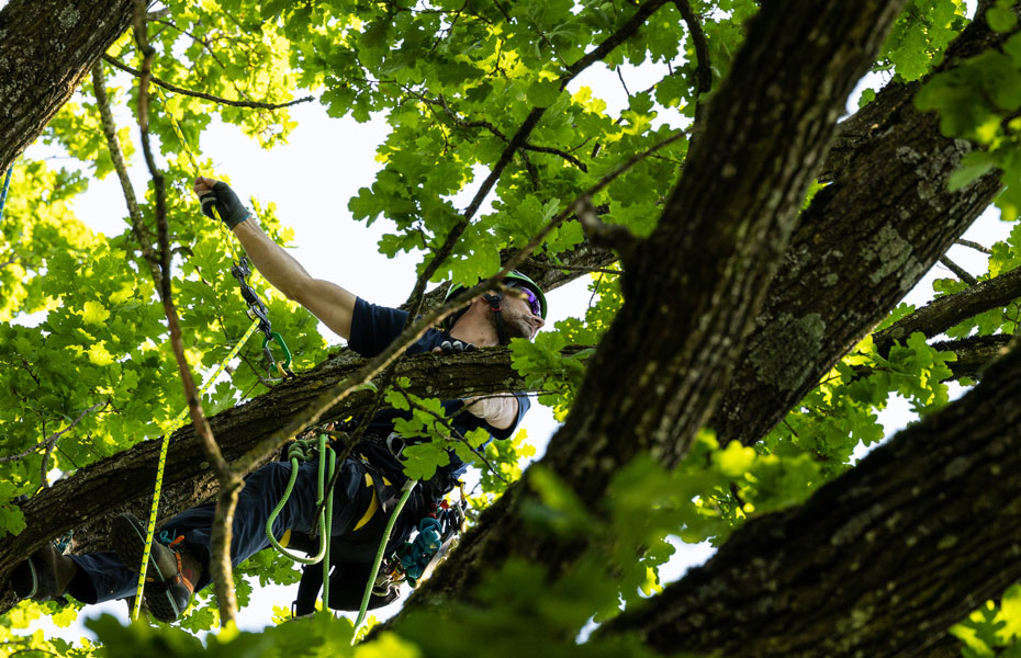 Fachgebiete Baumpflege Hofstetter