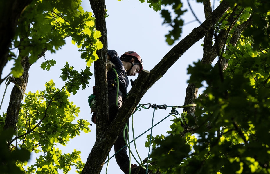 Fachgebiete Baumpflege Hofstetter