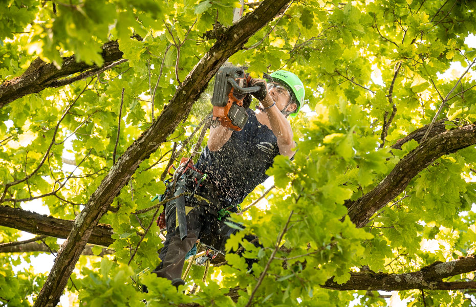 Fachgebiete Baumpflege Hofstetter