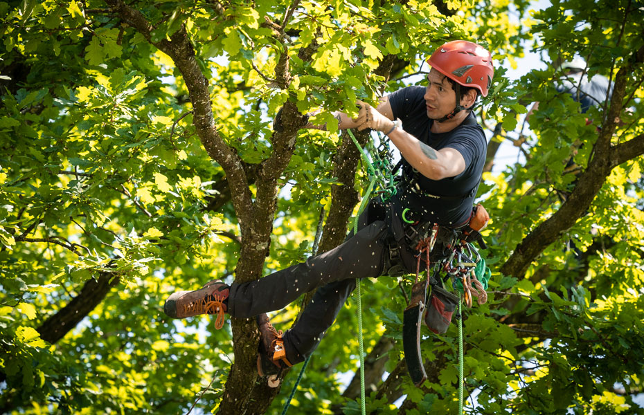 Fachgebiete Baumpflege Hofstetter