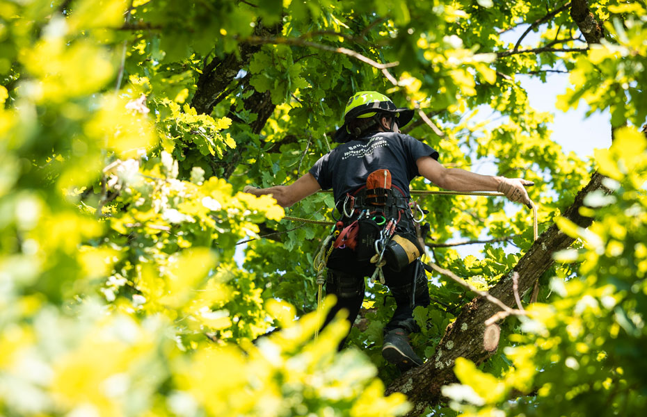 Fachgebiete Baumpflege Hofstetter