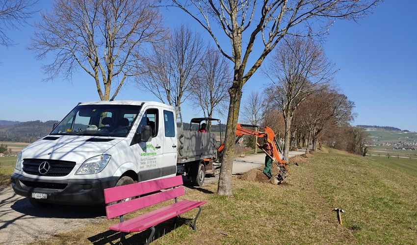 Baumpflanzung Baumpflege Hofstetter