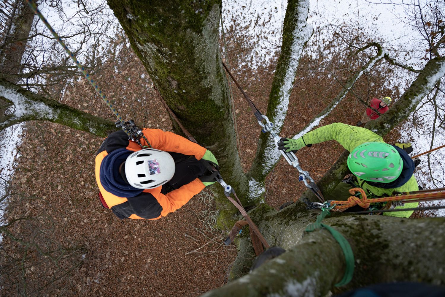 Kronensicherung Baumpflege Hofstetter GmbH