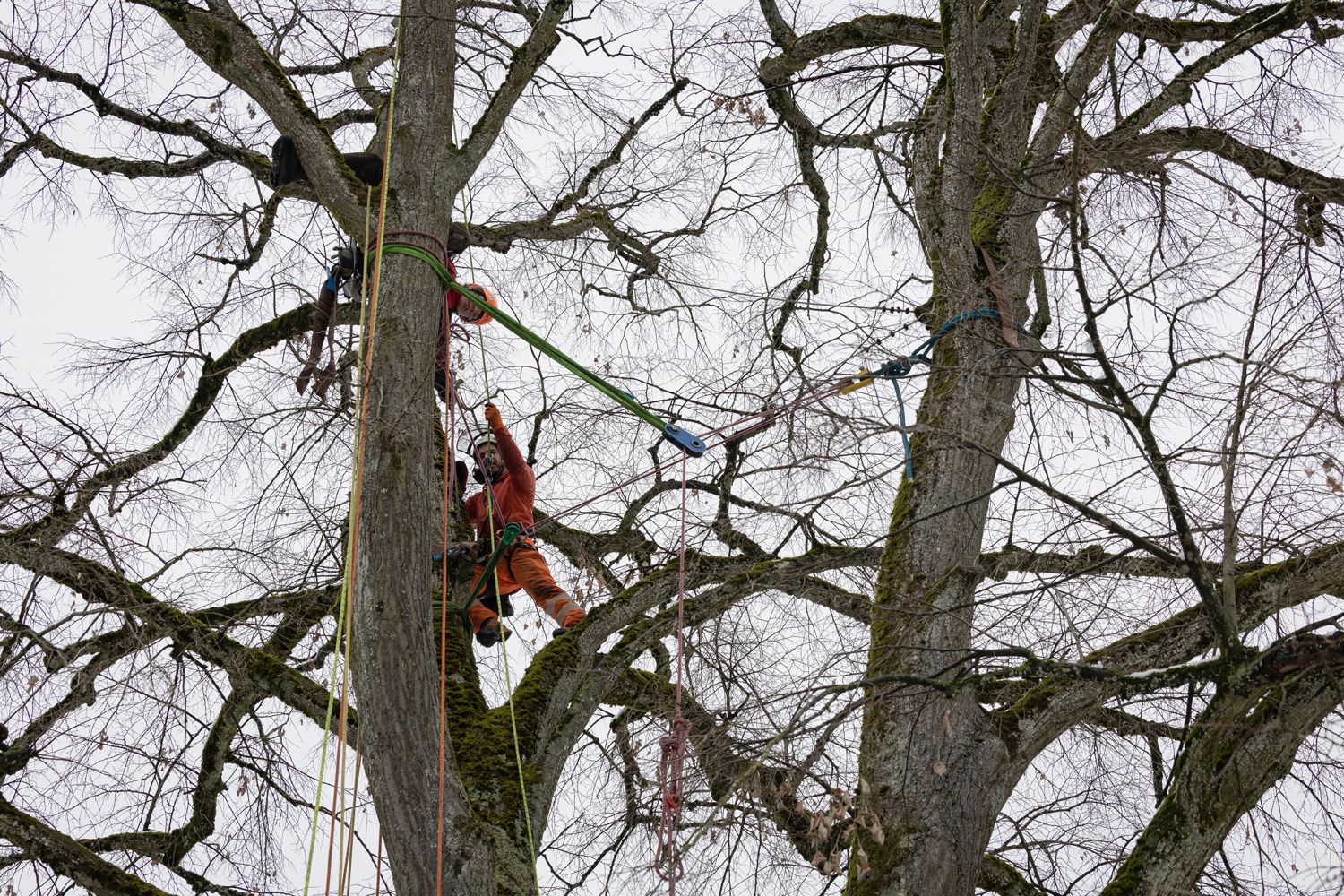 Kronensicherung Baumpflege Hofstetter GmbH