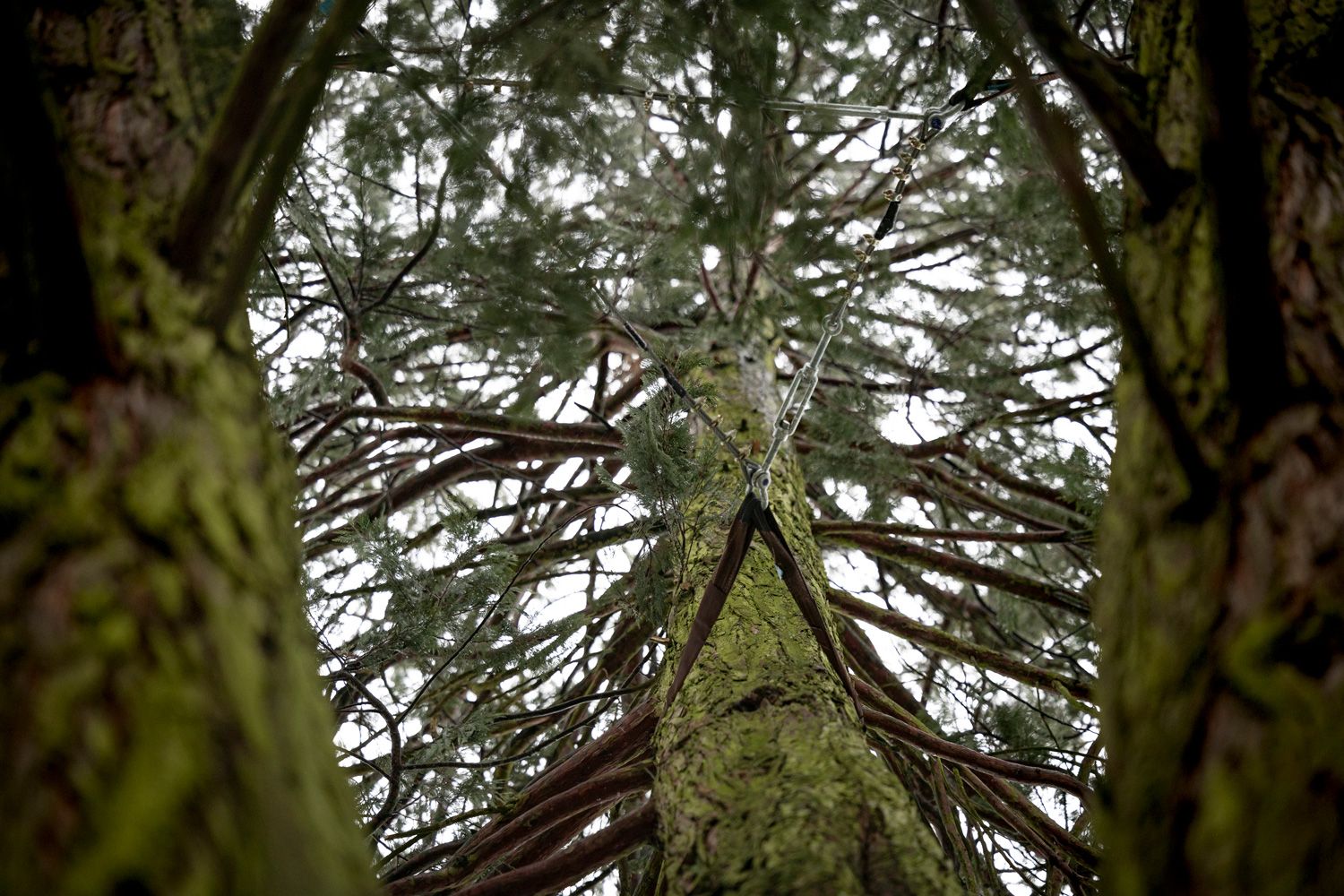 Kronensicherung Baumpflege Hofstetter GmbH