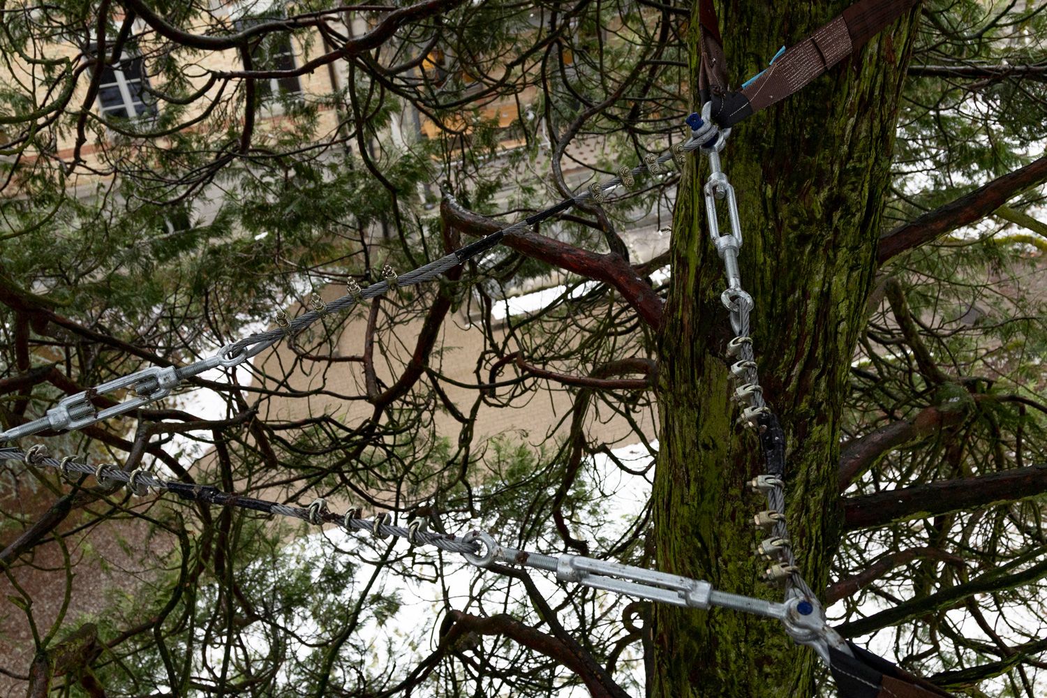 Kronensicherung Baumpflege Hofstetter GmbH