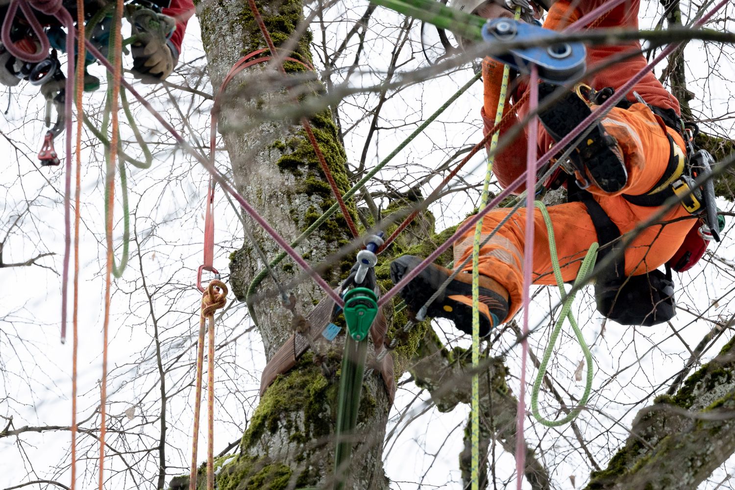 Kronensicherung Baumpflege Hofstetter GmbH