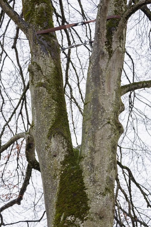 Kronensicherung Baumpflege Hofstetter GmbH